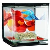 אקווריום מעוצב לדגי קרב שחור