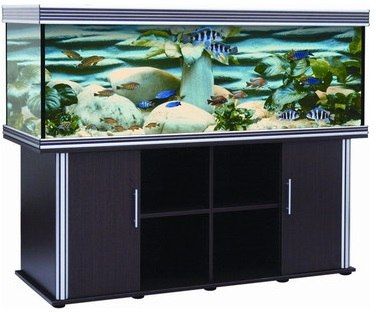 אנוביאס שחור 180