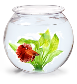 צנצנת זכוכית מיני לדגי קרב